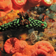 Illustration for article titled Striking Photographs Of Sea Slugs Expose The Alien World Under the Sea